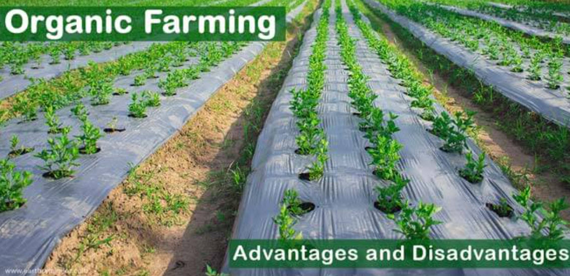 The Benefits and Pitfalls of Organic Farming Organizations